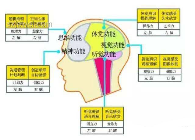 人脑为何不能删除记忆？电脑与大脑的差异及解决方案